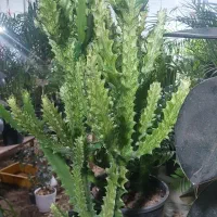 گلخانه ترنج. خیابان آزادکان(کوچه حمام شیک)|گل و گیاه طبیعی|شاهرود, |دیوار