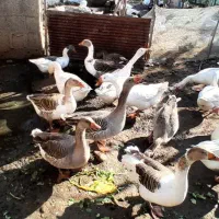 غاز|حیوانات مزرعه|طاهرگوراب, |دیوار