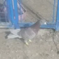 نرنرقورگی المانی