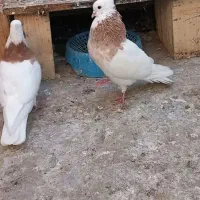 طوقی زرد خالدسیاه