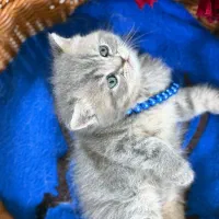 گربه بریتیش اسکاتیش اصیل|گربه|گرگان, |دیوار