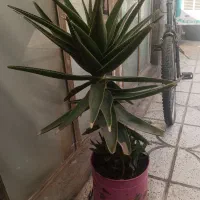 گل زیبا و بزرگ|گل و گیاه طبیعی|نیشابور, گنبد سبز|دیوار