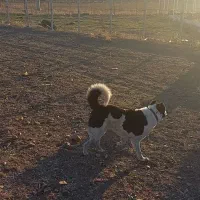 واگذاری سگ قدریجون نگهبان صدرصد