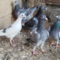 آلمانی جوانه با یک جفت جوجه|پرنده|گنبد کاووس, |دیوار