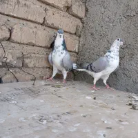 گلین دمگیر|پرنده|اصفهان, برازنده|دیوار