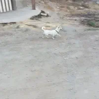 سگ پا کوتاه|سگ|آبیک, |دیوار