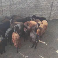 میش غزل افشار و همو هترو|حیوانات مزرعه|گلپایگان, |دیوار