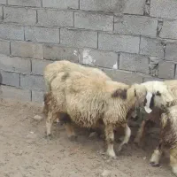 فروش فوری چند راس میش و ی بره ماده.قیمت توافقی|حیوانات مزرعه|مسجد سلیمان, |دیوار