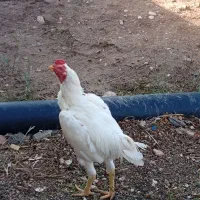 خروس لاری جوجه کش|حیوانات مزرعه|سرپل ذهاب, |دیوار