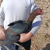 مرغ لاری|حیوانات مزرعه|نصر آباد, |دیوار