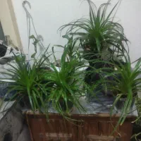 حراج گل|گل و گیاه طبیعی|اصفهان, پوریای ولی|دیوار