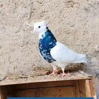 طوقی نر|پرنده|بندر ماهشهر, |دیوار