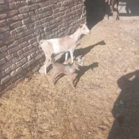 بزچینی با کره نر