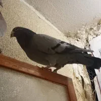 کفتر سبز نر و یک سوسکی زرد نر|پرنده|چناران, |دیوار