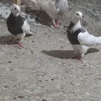 سه تا طوقی ماده جوان|پرنده|تهران, وحیدیه|دیوار