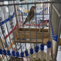 سهره دورگ کرمونی|پرنده|شیراز, سیاه سنگ|دیوار