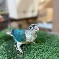 فروش گرین‌چیک تراکویس و پاین‌اپل