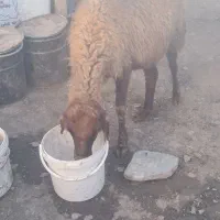 میش آبستن|حیوانات مزرعه|زند, |دیوار