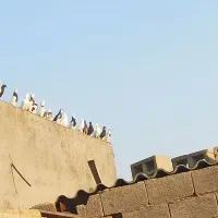 کبوتر|پرنده|آبپخش, |دیوار