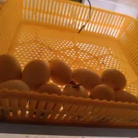 دستگاه جوجه کشی|لوازم جانبی حیوانات|رفسنجان, |دیوار