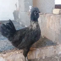 خروس تزئینی سرایان