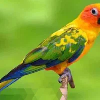 طوطی خورشیدی|پرنده|ساوه, |دیوار