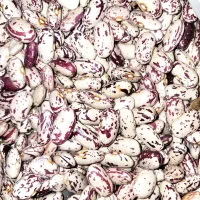 چیتی درشت محصول امسال کشاورز|خوردنی و آشامیدنی|میانه, |دیوار