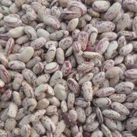 لوبیا بوجار شده همدان