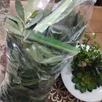 فروش برگ بو