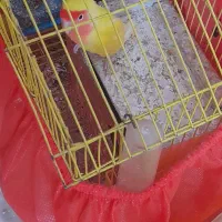 طوطی کوتوله دستی|پرنده|یزد, |دیوار