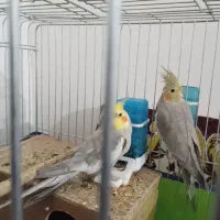 عروس هلندی جفت|پرنده|رزن, |دیوار