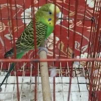 مرغ عشق ویک عدد کفش ایمنی|پرنده|بندر ماهشهر, |دیوار