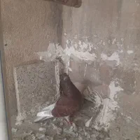 ۲تا کفتر ماده|پرنده|ری, هاشم‌آباد|دیوار