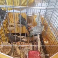 جوجه عروس هلندی دانه خور۳ ماهه سرحال و سالم خانگی|پرنده|تهران, صد دستگاه|دیوار