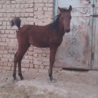 اسب|اسب و تجهیزات اسب‌سواری|ورامین, ورامین|دیوار