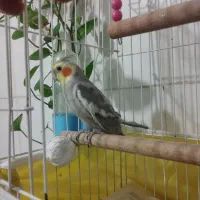 عروس هلندی مولد