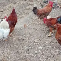 خروس جوان نژاد سانپارس فاروج