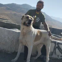 سگ نگهبان|سگ|بهار, |دیوار