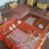 فنچ|پرنده|تهران, آسمان|دیوار