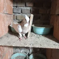 ۱ جفت آلمانی و چند تا رنگی|پرنده|گنبد کاووس, |دیوار