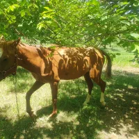 اسب|اسب و تجهیزات اسبسواری|شازند, |دیوار