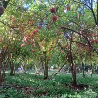 قلمه انار دانه سیاه