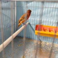 قناری نر سرخ