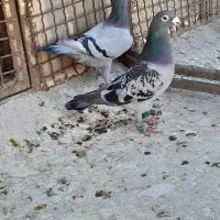 سبز مسافتی جاده