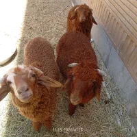 بره نر