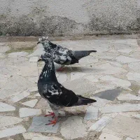 دو جفت کبوتر|پرنده|رشت, جماران|دیوار