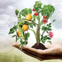 ایجاد فضای سبز ۴ فصل سبز گلدار و میوه دار|خدمات باغبانی و درختکاری|فلاورجان, |دیوار