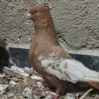 سه تا بهبهانی کلکسیونی