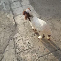 بره ماده یک ماه علف خور وشیر