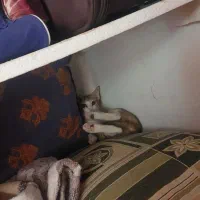 بچه گربه اهواز